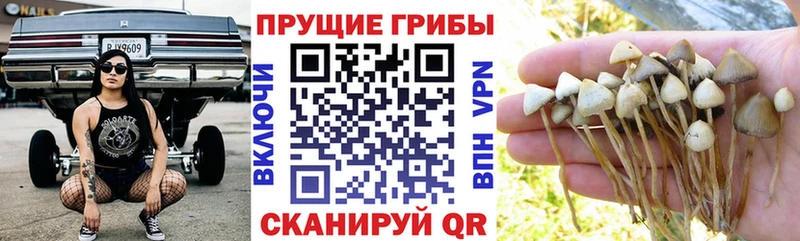Псилоцибиновые грибы прущие грибы  Майкоп 